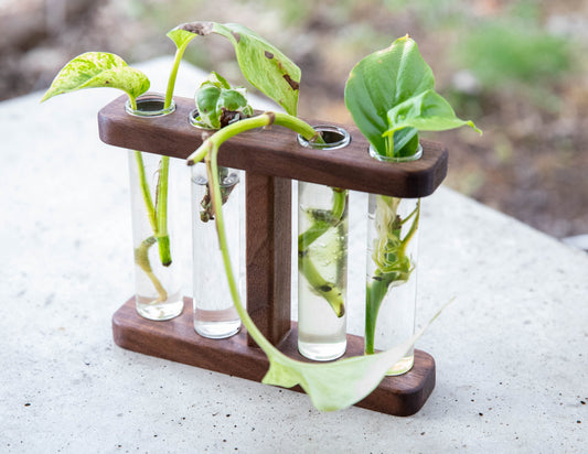 Walnut Propagation Bay